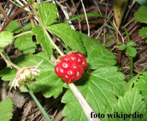 bobule_rubus_arcticus.jpg