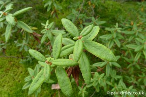 labrador_tea.jpg