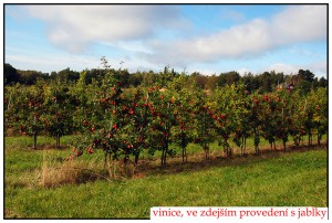 128_jablecne_vinice.jpg